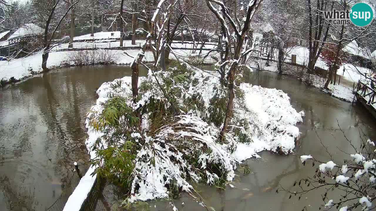 Südlicher Gelbwangen-Schopfgibbon Zoo Ljubljana webcam