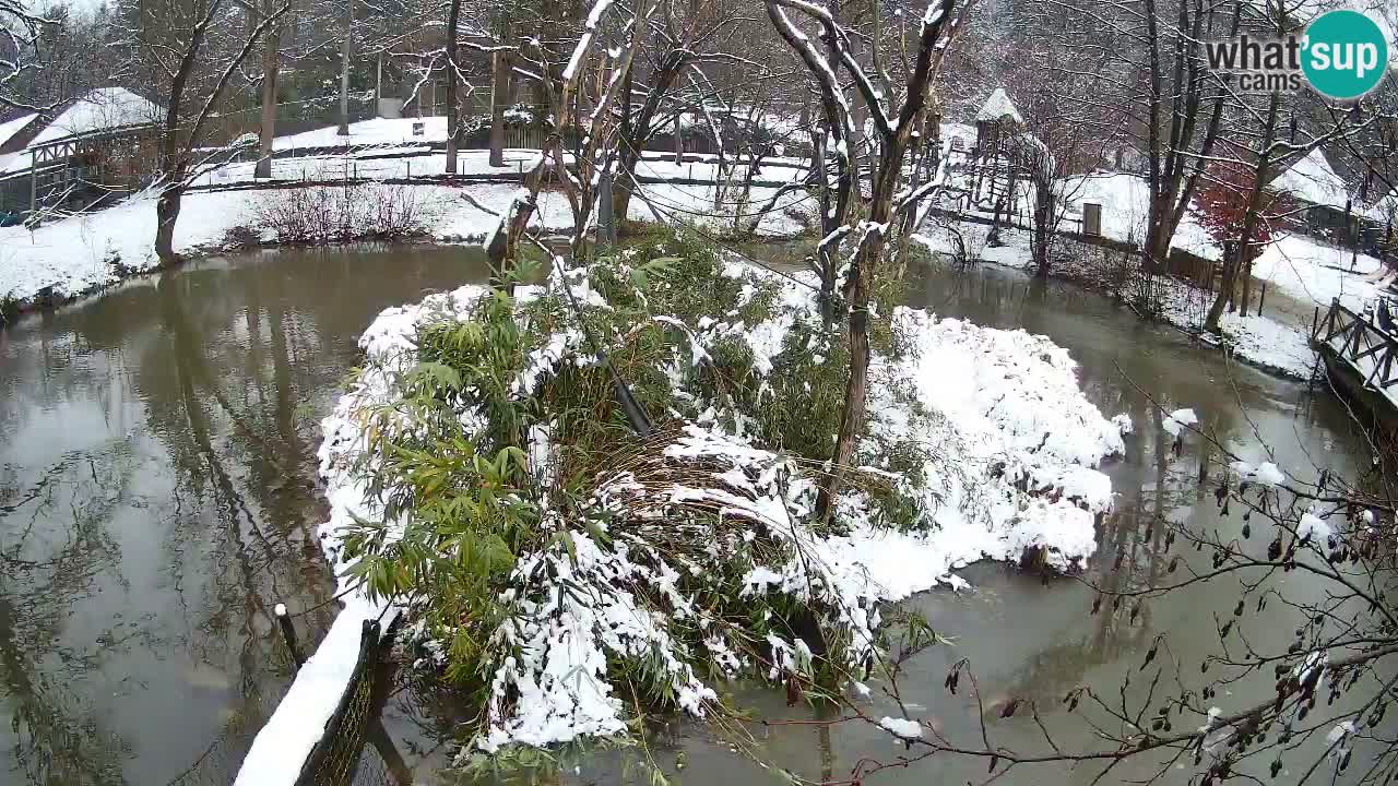 Gibbon à joues jaunes Zoo Ljubljana live cam