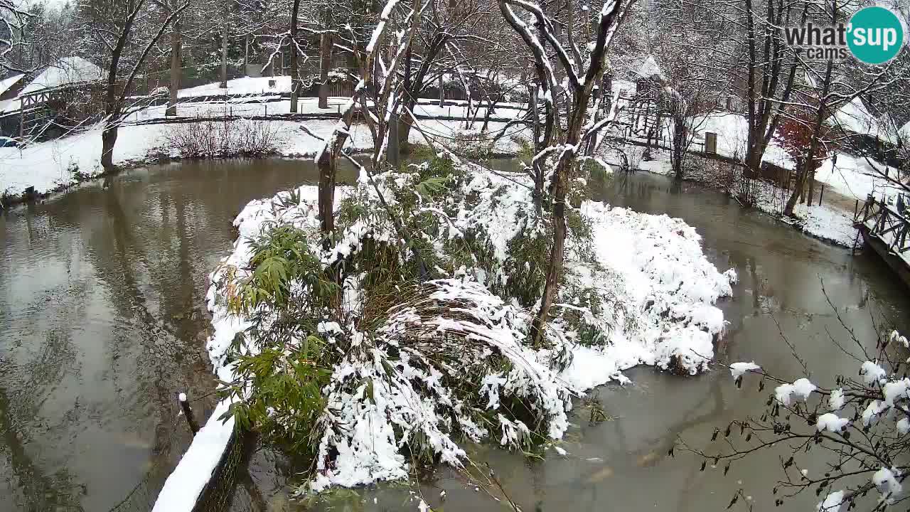 Yellow-cheeked gibbon Zoo Ljubljana livecam