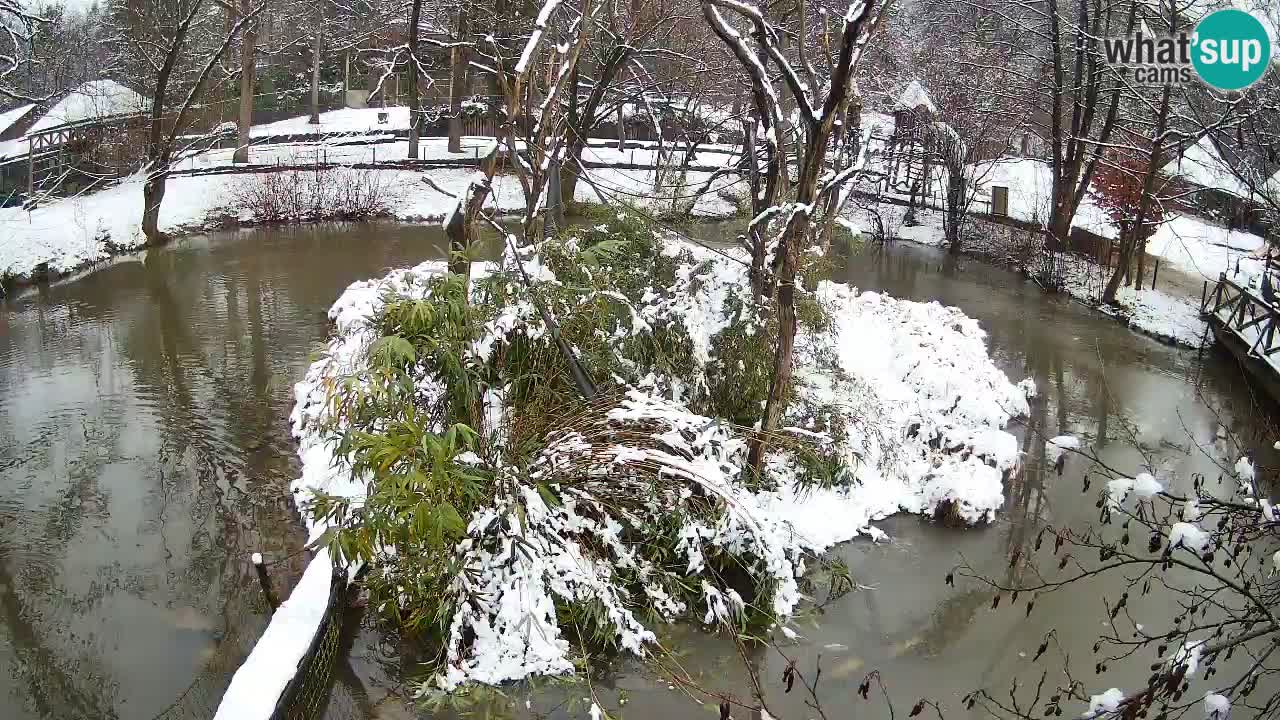 Zlatolični gibon živalski vrt Ljubljana