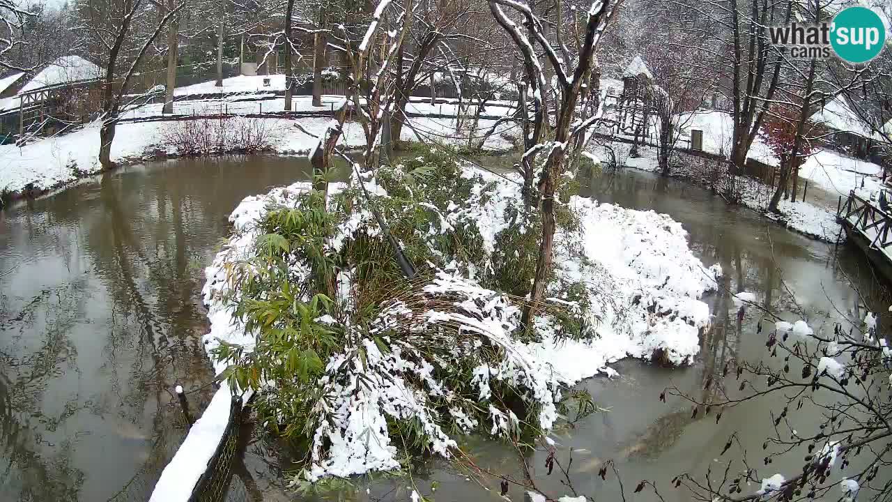 Gibbon à joues jaunes Zoo Ljubljana live cam