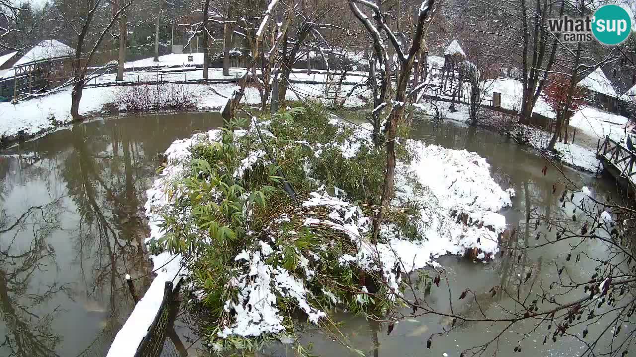 Gibbon à joues jaunes Zoo Ljubljana live cam