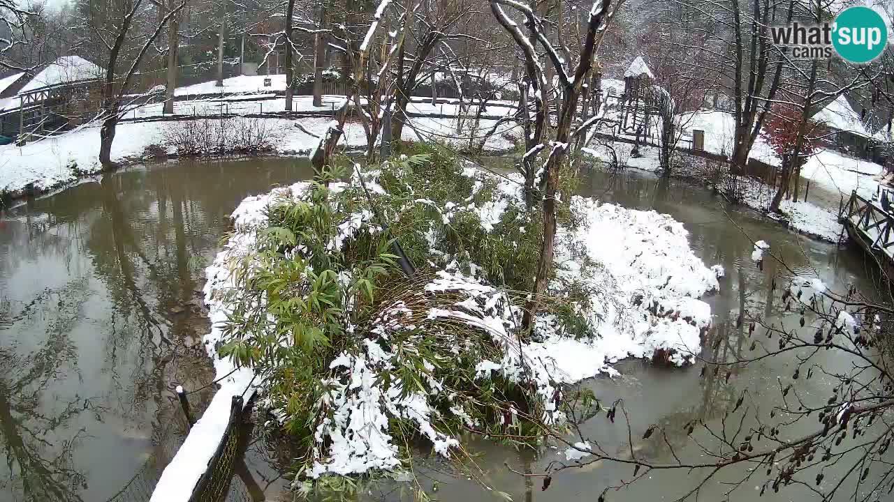 Südlicher Gelbwangen-Schopfgibbon Zoo Ljubljana webcam