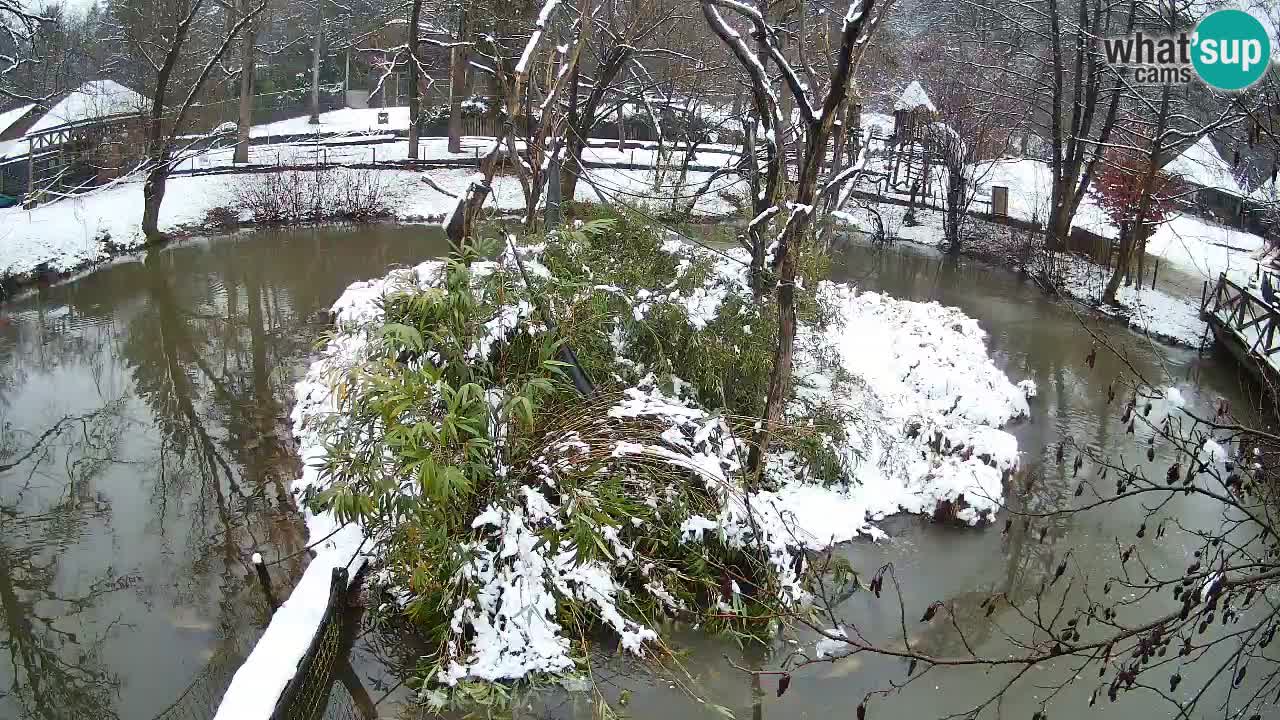 Gibbon à joues jaunes Zoo Ljubljana live cam