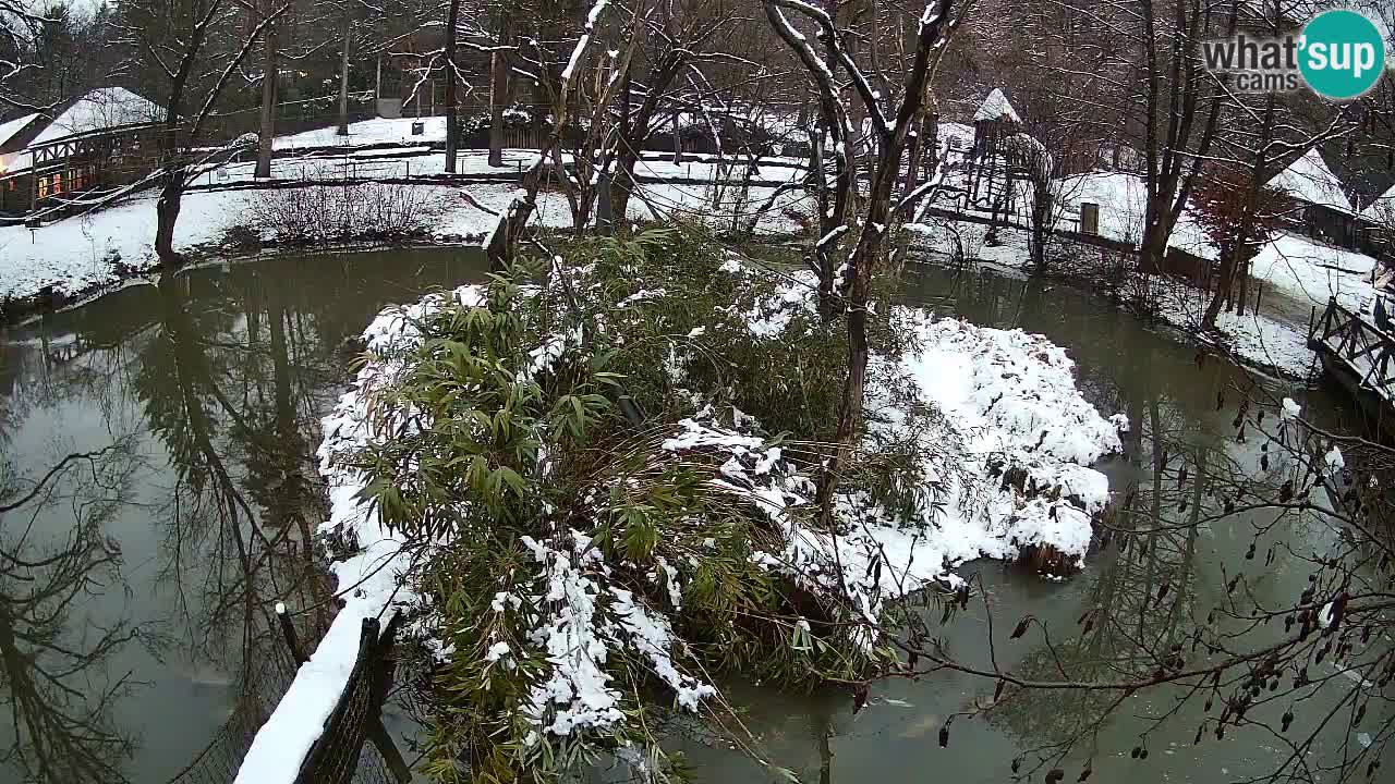 Gibbon à joues jaunes Zoo Ljubljana live cam