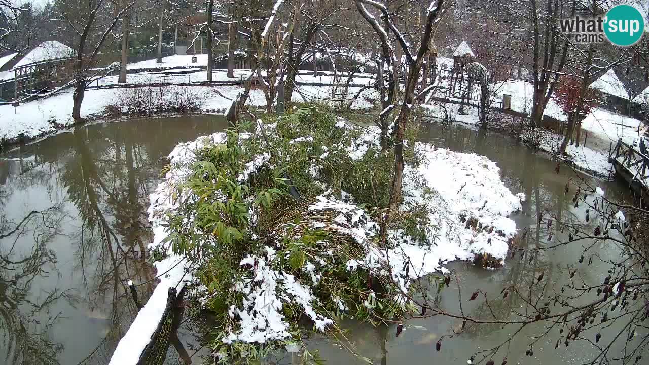 Gibbon à joues jaunes Zoo Ljubljana live cam