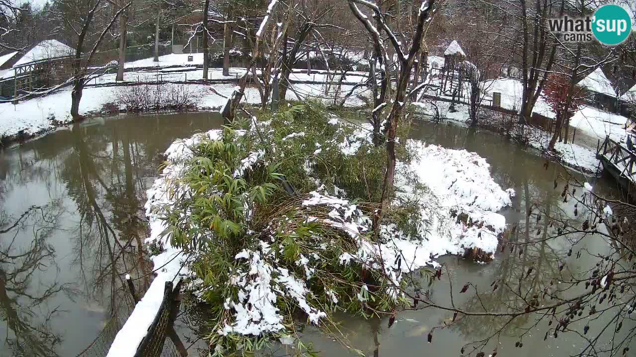 Südlicher Gelbwangen-Schopfgibbon Zoo Ljubljana webcam