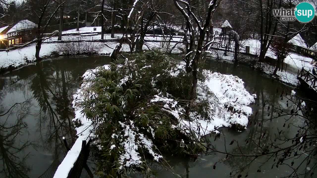 Gibbon à joues jaunes Zoo Ljubljana live cam