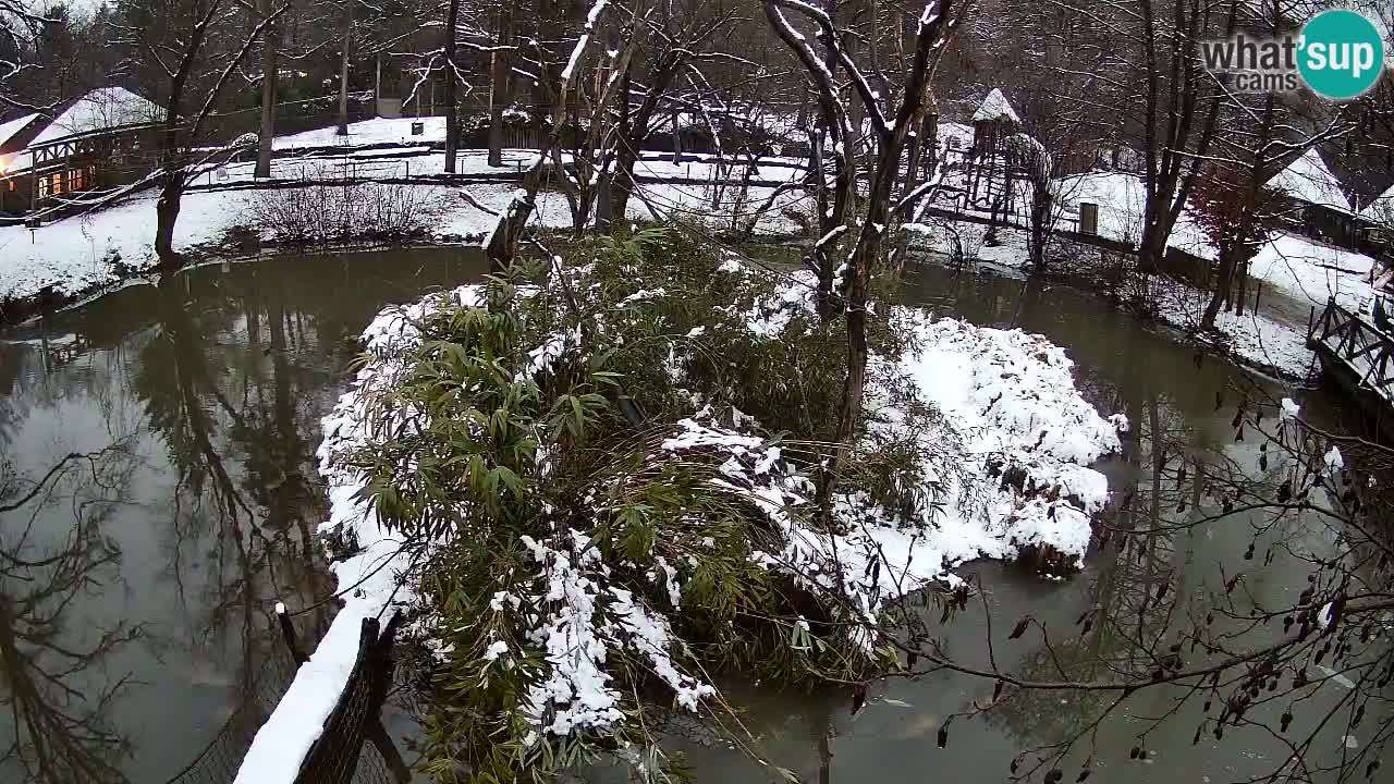 Gibon – Nomascus gabriellae – Zoo Ljubljana web kamera