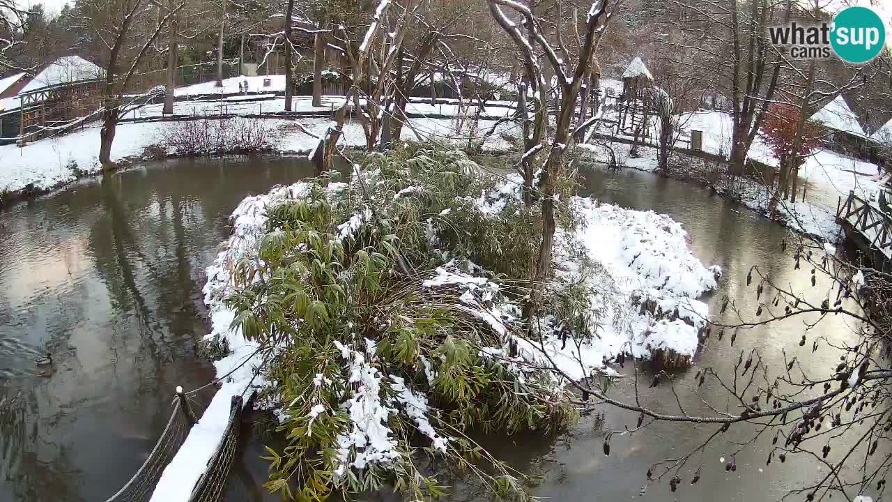 Gibbon à joues jaunes Zoo Ljubljana live cam