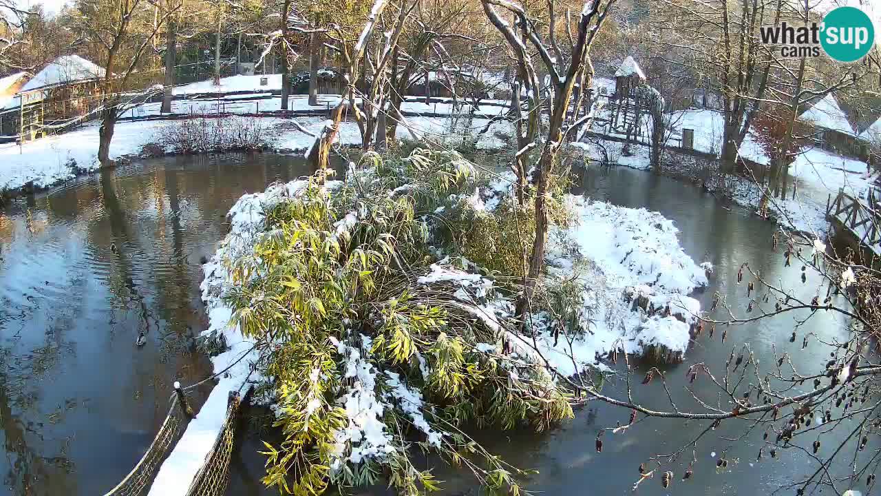 Gibbon à joues jaunes Zoo Ljubljana live cam