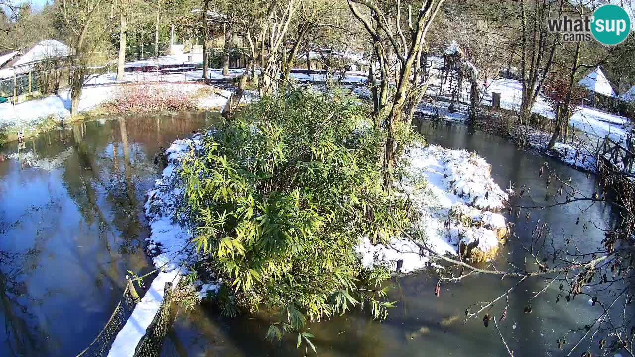 Gibbon à joues jaunes Zoo Ljubljana live cam