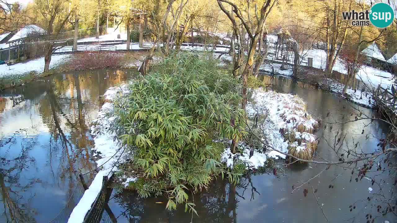 Yellow-cheeked gibbon Zoo Ljubljana livecam