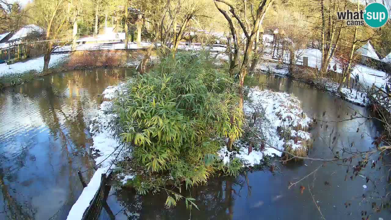 Yellow-cheeked gibbon Zoo Ljubljana livecam