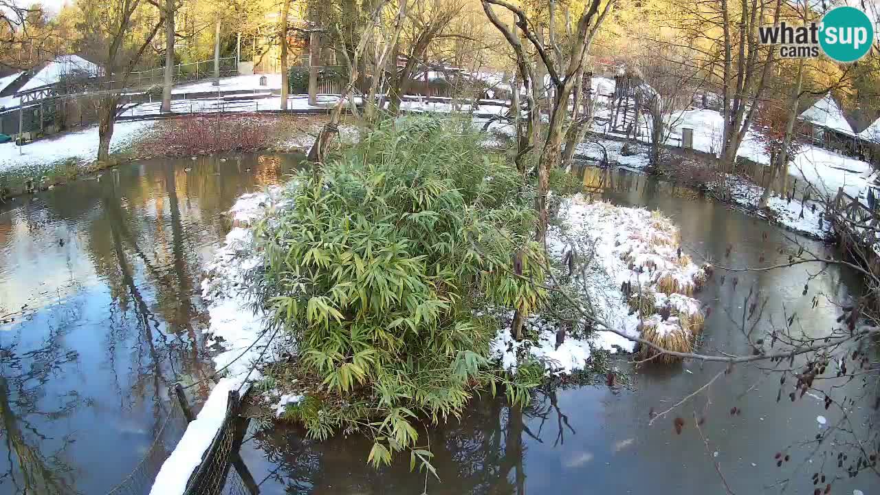 Yellow-cheeked gibbon Zoo Ljubljana livecam