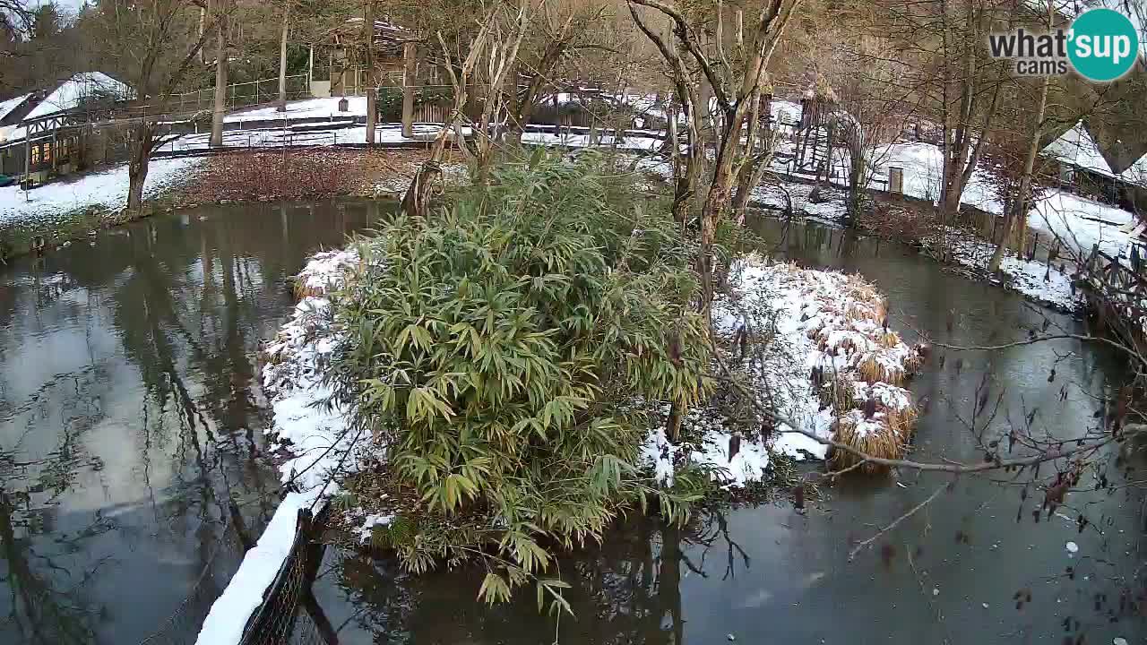 Yellow-cheeked gibbon Zoo Ljubljana livecam