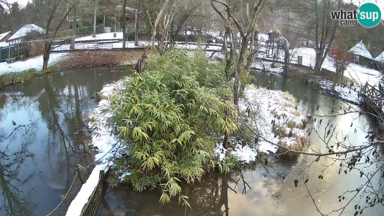 Gibbon à joues jaunes Zoo Ljubljana live cam