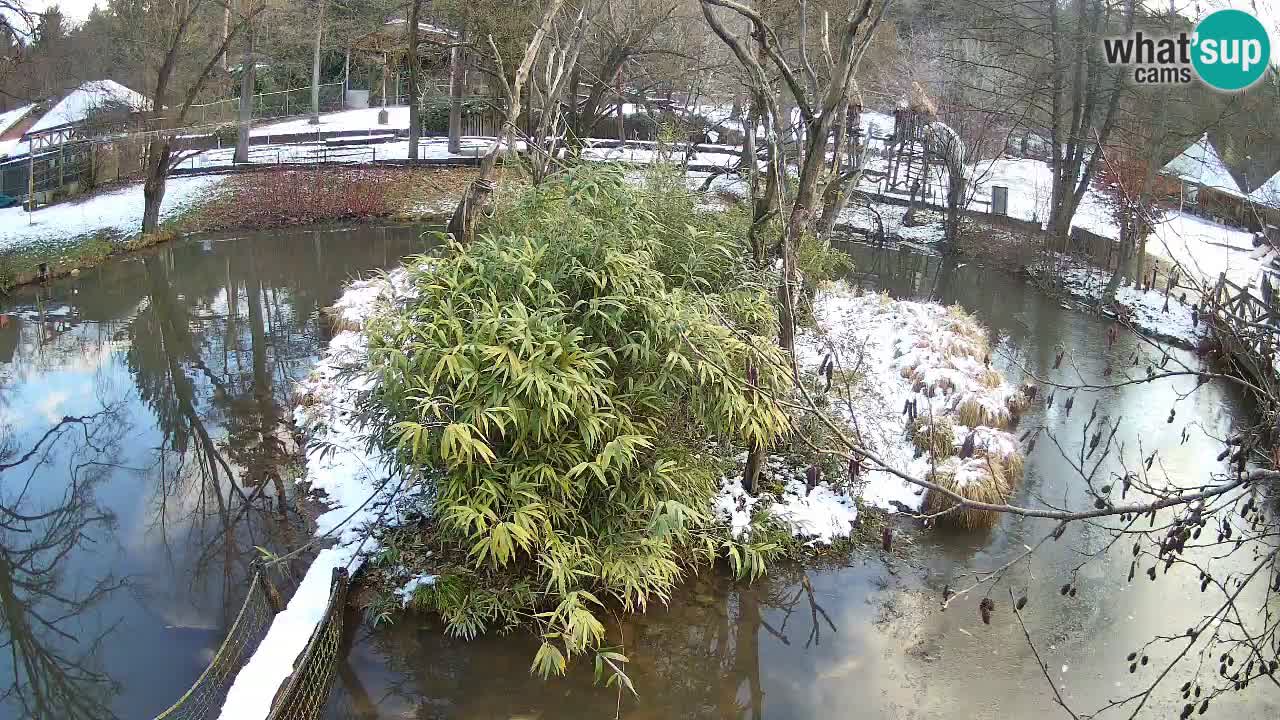 Yellow-cheeked gibbon Zoo Ljubljana livecam