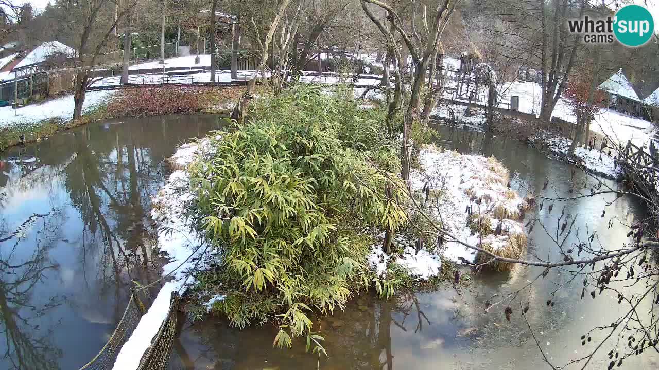 Yellow-cheeked gibbon Zoo Ljubljana livecam