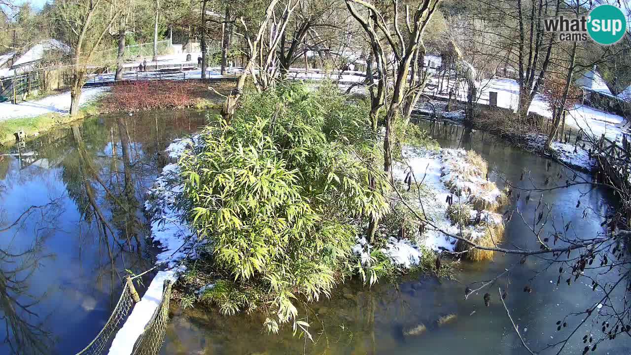 Gibbon à joues jaunes Zoo Ljubljana live cam