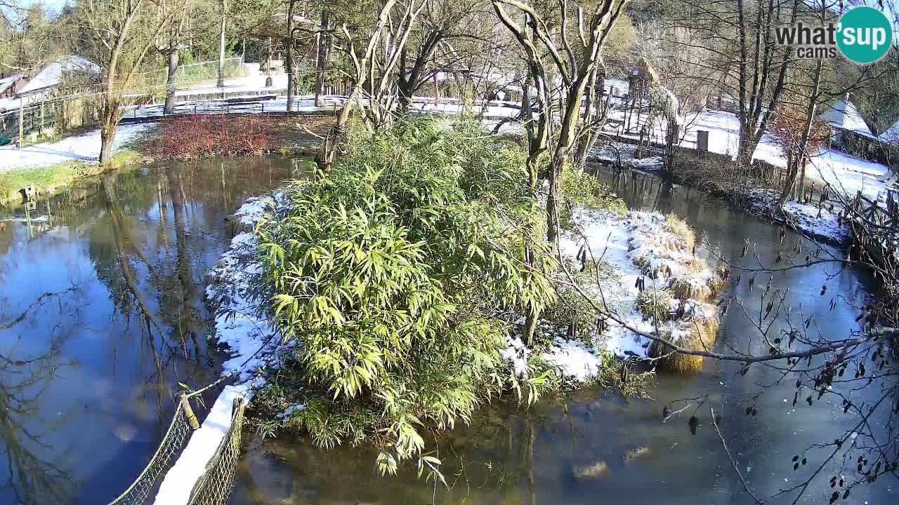 Gibon – Nomascus gabriellae – Zoo Ljubljana web kamera