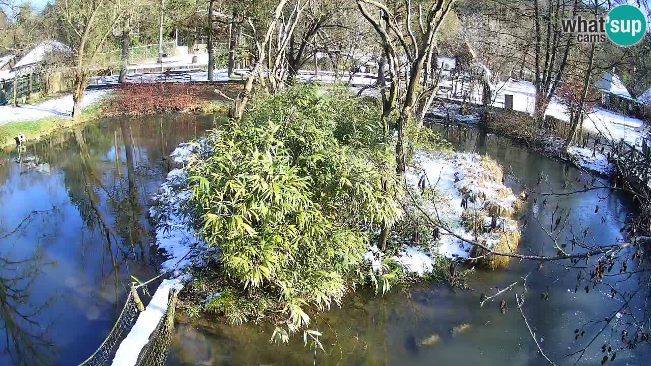 Gibbon à joues jaunes Zoo Ljubljana live cam