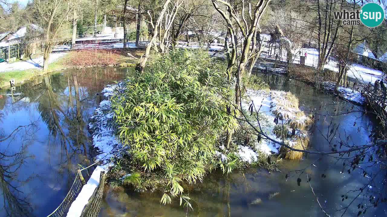 Südlicher Gelbwangen-Schopfgibbon Zoo Ljubljana webcam