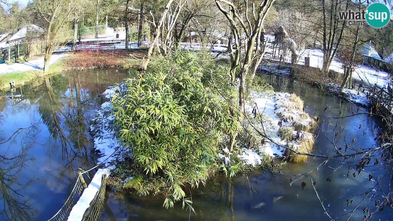 Gibbon à joues jaunes Zoo Ljubljana live cam