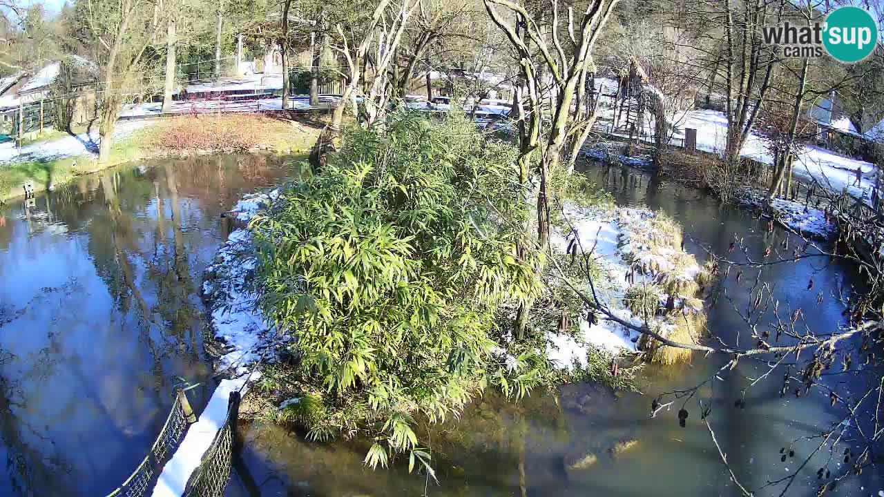 Südlicher Gelbwangen-Schopfgibbon Zoo Ljubljana webcam