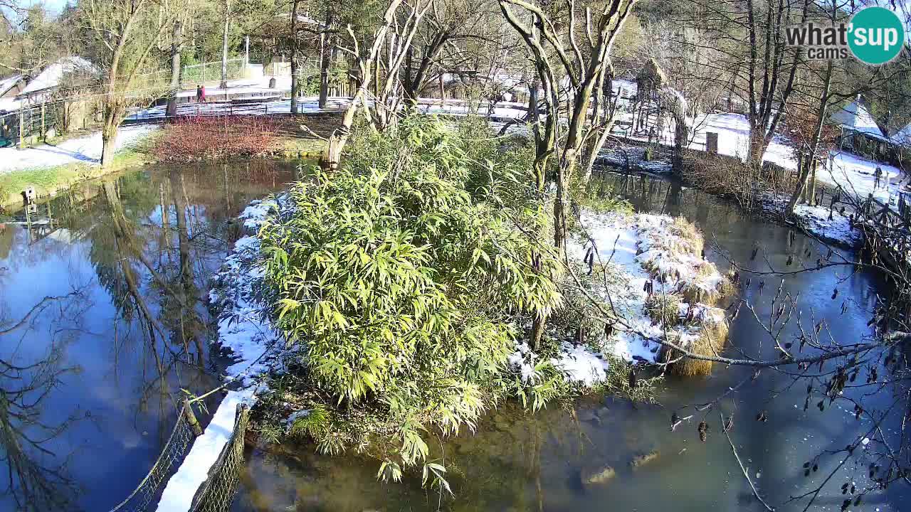 Südlicher Gelbwangen-Schopfgibbon Zoo Ljubljana webcam