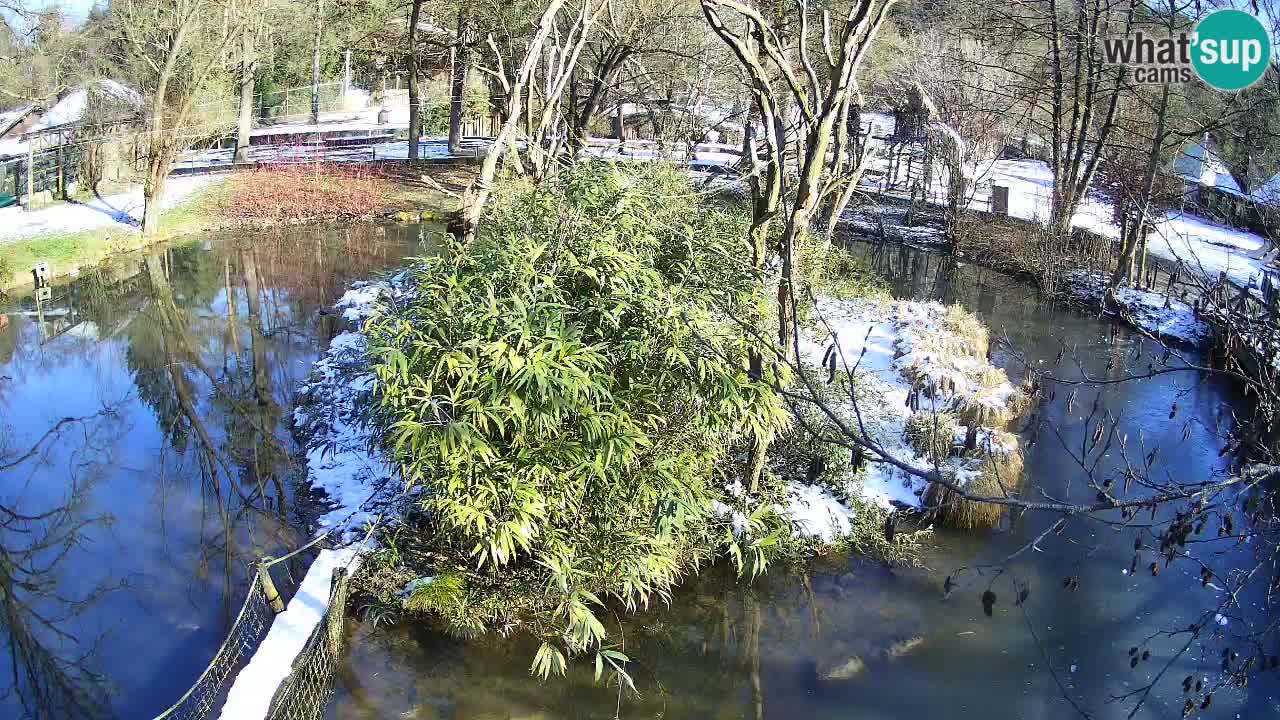 Gibon – Nomascus gabriellae – Zoo Ljubljana web kamera