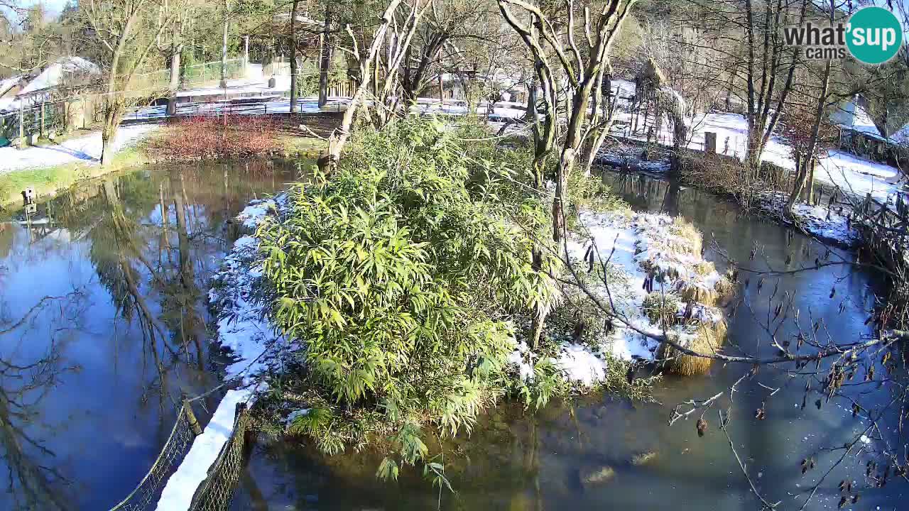 Südlicher Gelbwangen-Schopfgibbon Zoo Ljubljana webcam