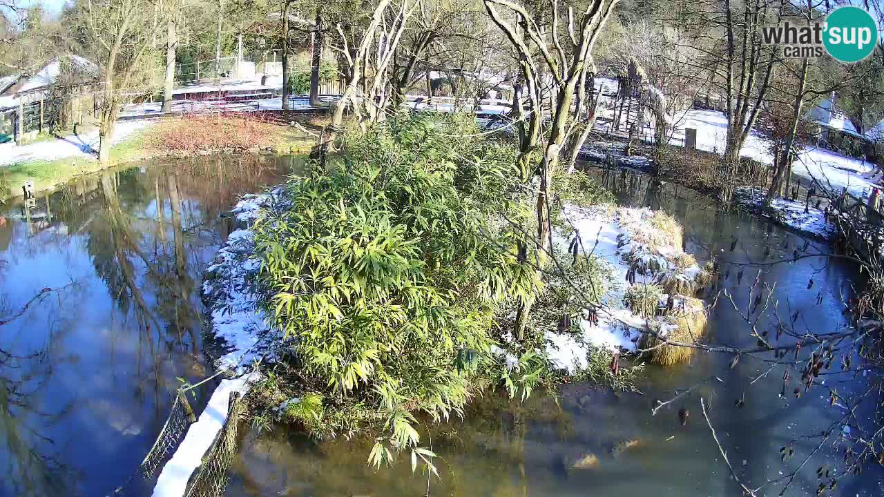 Gibbon à joues jaunes Zoo Ljubljana live cam