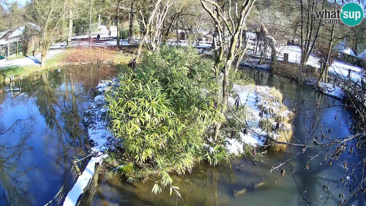 Südlicher Gelbwangen-Schopfgibbon Zoo Ljubljana webcam