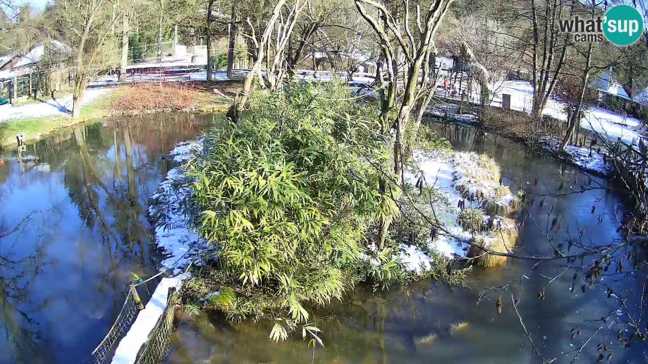 Gibon – Nomascus gabriellae – Zoo Ljubljana web kamera