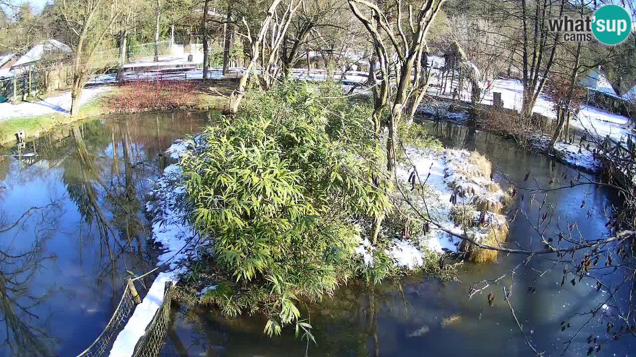 Südlicher Gelbwangen-Schopfgibbon Zoo Ljubljana webcam