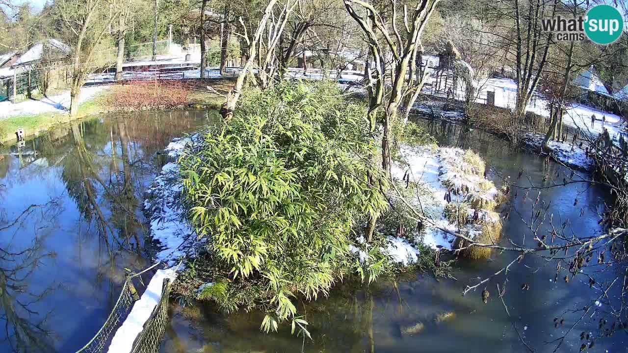 Gibon – Nomascus gabriellae – Zoo Ljubljana web kamera