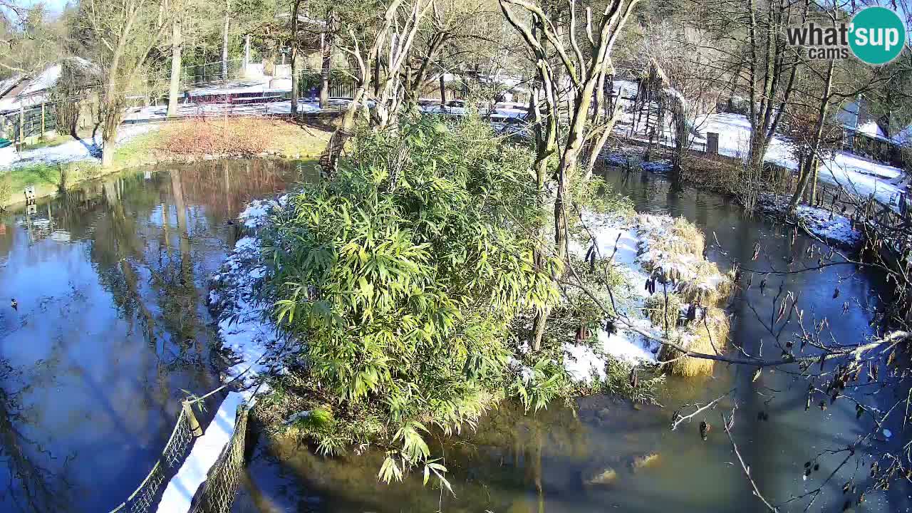 Südlicher Gelbwangen-Schopfgibbon Zoo Ljubljana webcam