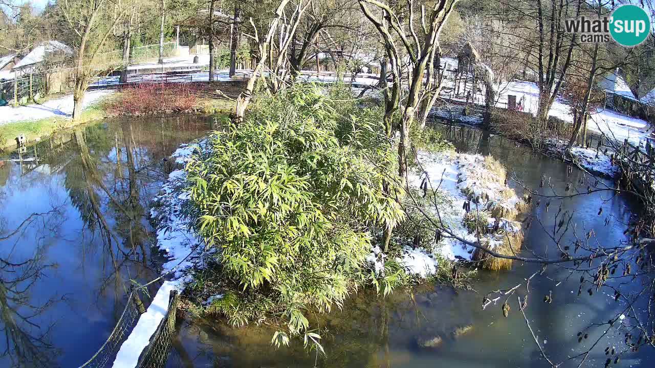 Gibon – Nomascus gabriellae – Zoo Ljubljana web kamera