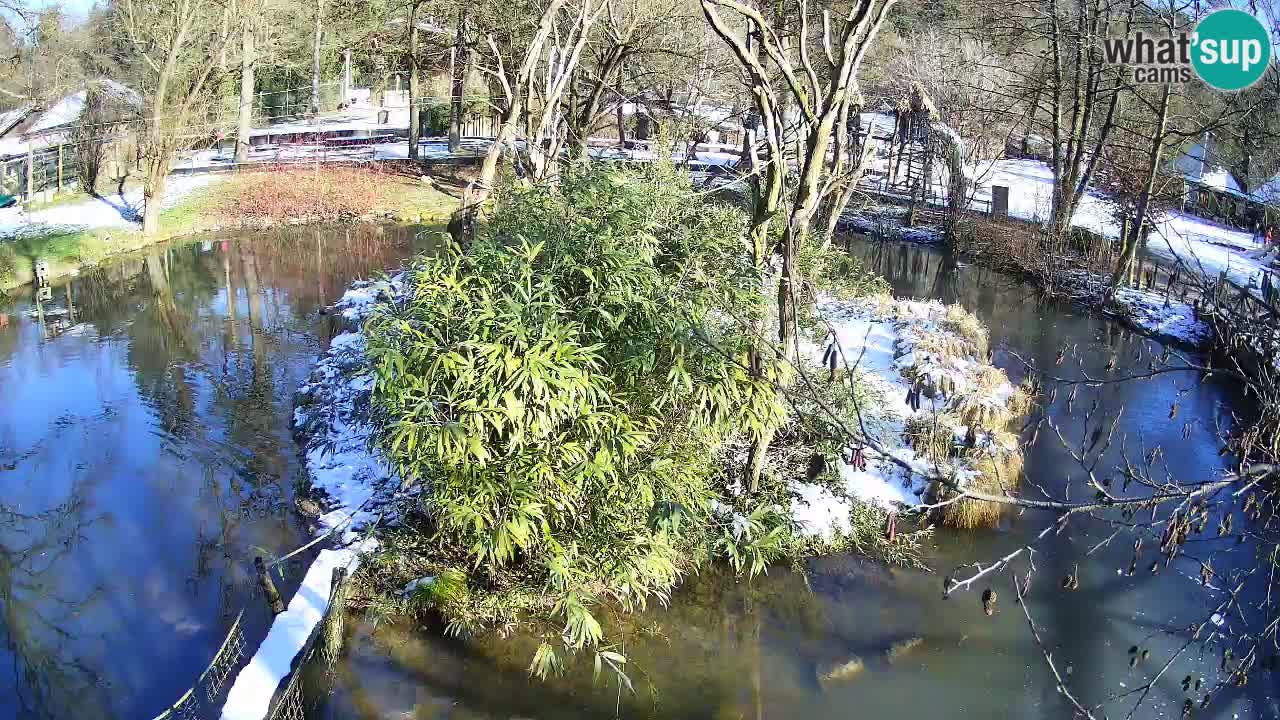 Südlicher Gelbwangen-Schopfgibbon Zoo Ljubljana webcam