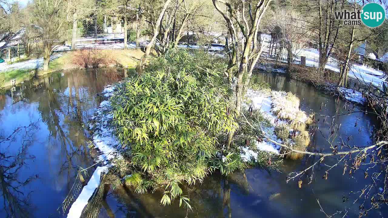 Südlicher Gelbwangen-Schopfgibbon Zoo Ljubljana webcam