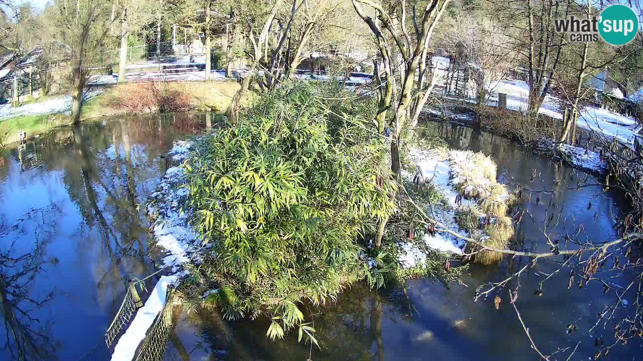 Gibbon à joues jaunes Zoo Ljubljana live cam