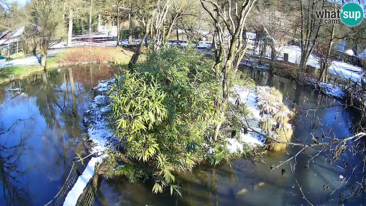 Südlicher Gelbwangen-Schopfgibbon Zoo Ljubljana webcam