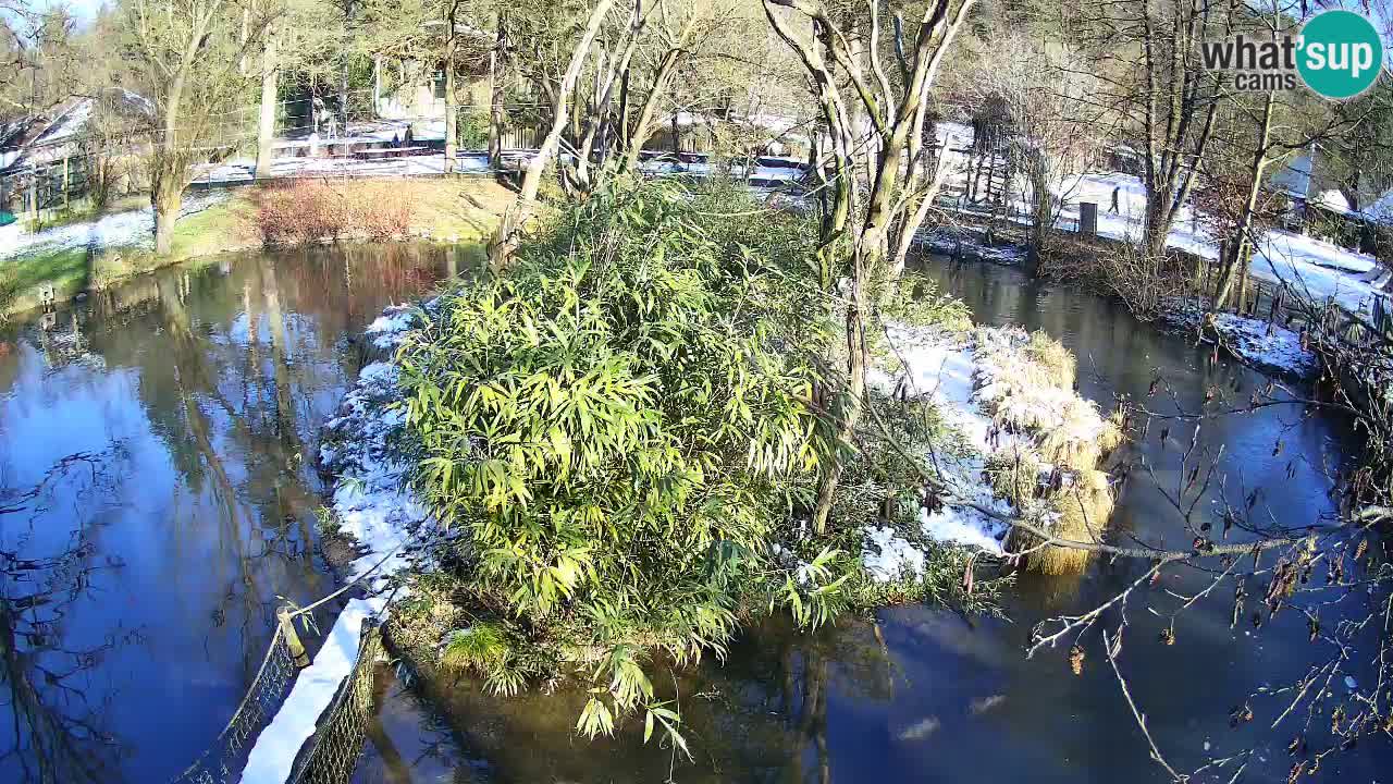 Yellow-cheeked gibbon Zoo Ljubljana livecam