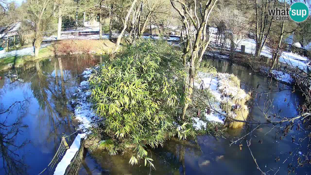 Gibon – Nomascus gabriellae – Zoo Ljubljana web kamera