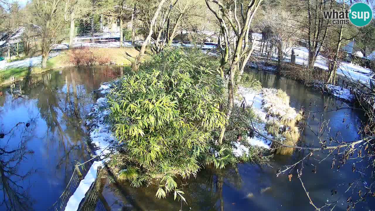 Yellow-cheeked gibbon Zoo Ljubljana livecam