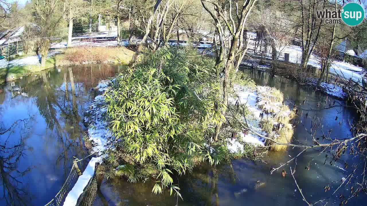 Yellow-cheeked gibbon Zoo Ljubljana livecam