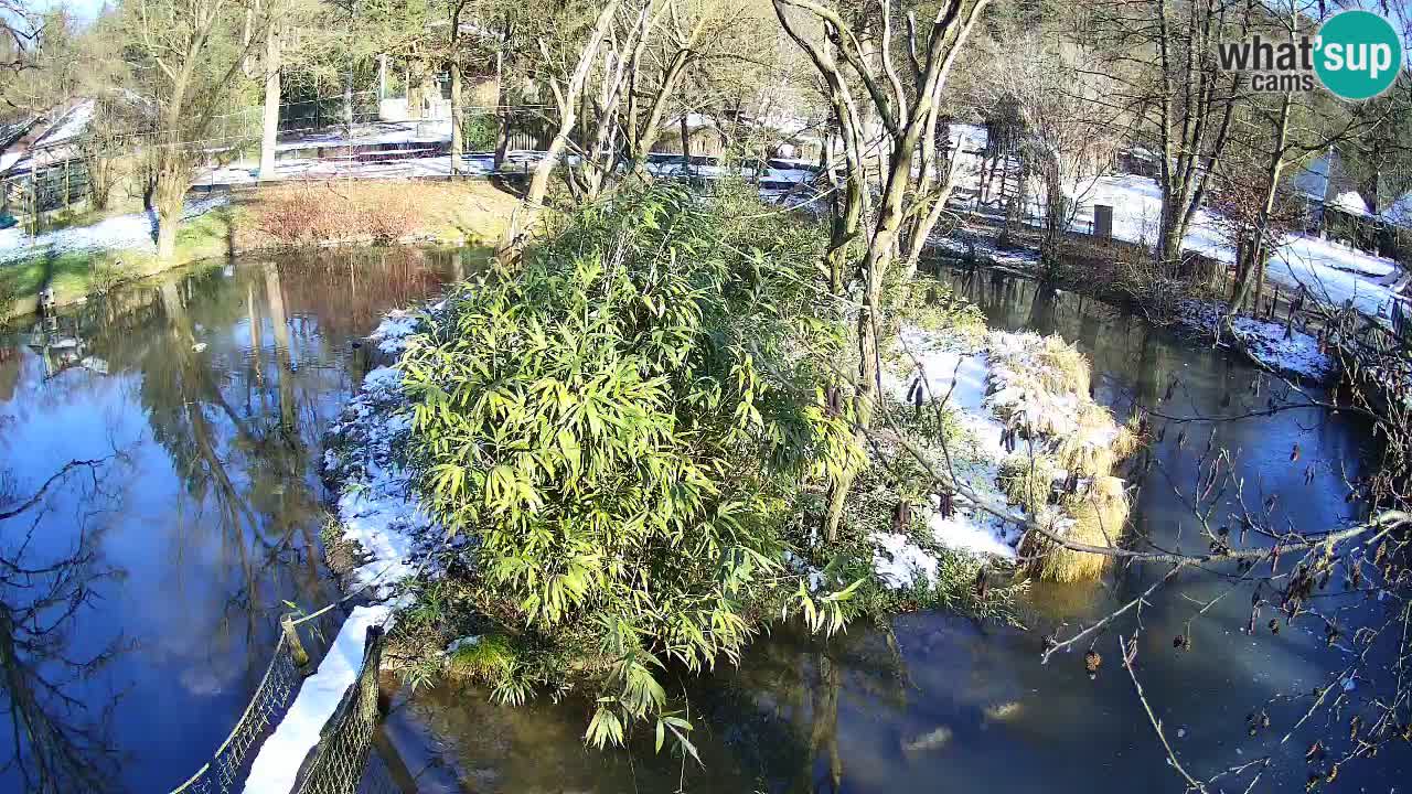 Südlicher Gelbwangen-Schopfgibbon Zoo Ljubljana webcam