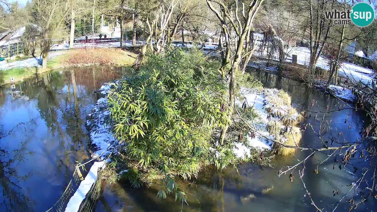 Gibbon à joues jaunes Zoo Ljubljana live cam