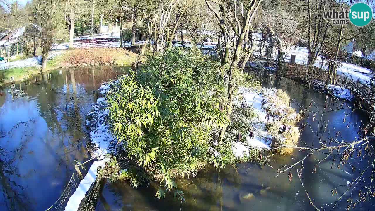 Yellow-cheeked gibbon Zoo Ljubljana livecam